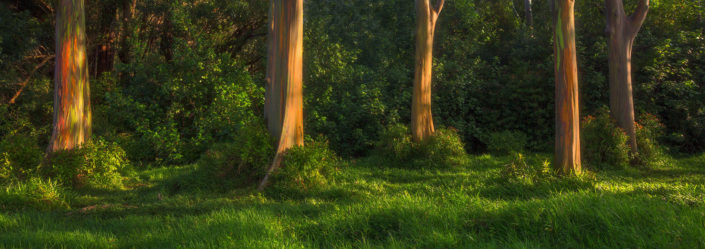 Rainbow eucalyptus trees; Rainbow eucalyptus; eucalyptus; trees; Road to Hana; Hana Highway; Hana; Sunrise; Maui; Hawaii; Rami J Photography; Rami Jabaji