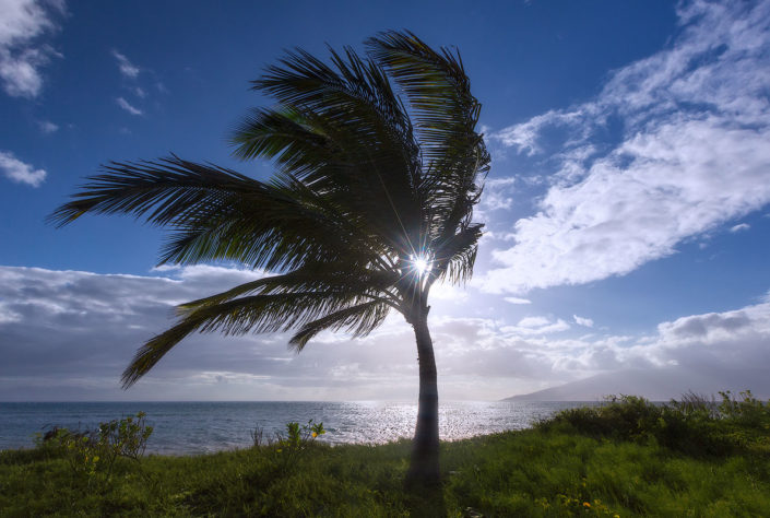 Palm Tree; Sun; Maui; Hawaii; Kihei; Sunset; Clouds; Blue Skies; Rami J Photography; Rami Jabaji