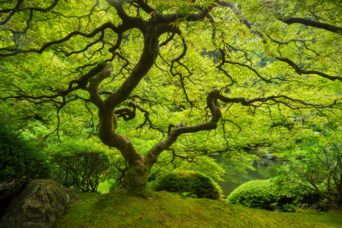 Portland Japanese Garden; japanese garden; japanese maple; That Tree; leaves; summer; green; ; Rami J Photography; Rami Jabaji