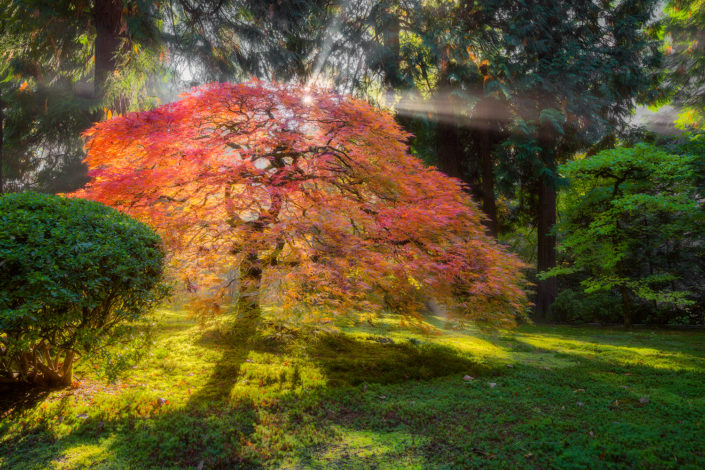 Portland Japanese Garden; japanese garden; japanese maple; leaves; fall; Foggy; Fog; Sunshie; Sunrays; Sunbeam;Rami J Photography; Rami Jabaji