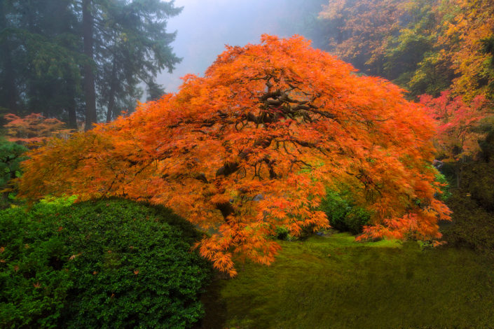 Portland Japanese Garden; japanese garden; japanese maple; That Tree; leaves; fall; Foggy; Fog; Rami J Photography; Rami Jabaji