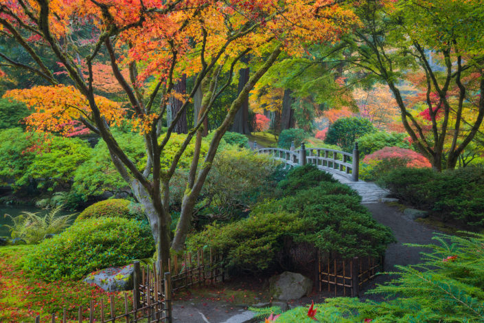 Portland Japanese Garden; japanese garden; japanese maple; moonbridge; bridge;leaves; fall; Foggy; Fog; Rami J Photography; Rami Jabaji