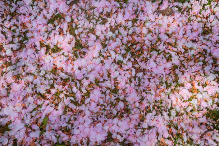 Portland Japanese Garden; japanese garden; japanese maple; leaves; spring; petals; Rami Photography; Rami Jabaji