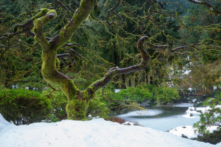 Portland Japanese Garden; japanese garden; japanese maple; leaves; snow; winter; that tree;; Foggy; Fog; Rami J Photography; Rami Jabaji