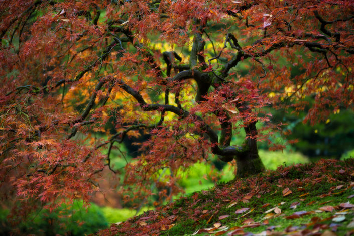 Portland Japanese Garden; japanese garden; japanese maple; leaves; fall; Foggy; Fog; Rami J Photography; Rami Jabaji