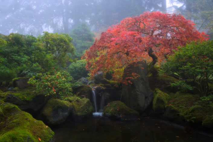 Portland Japanese Garden; japanese garden; japanese maple; leaves; fall; Foggy; Fog; Rami J Photography; Rami Jabaji