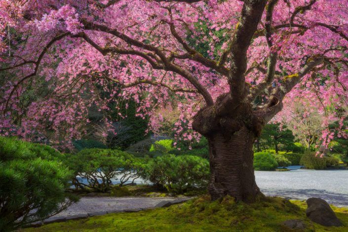 Portland Japanese Garden; japanese garden; japanese maple; leaves; spring; petals; Pink; Rami Photography; Rami Jabaji