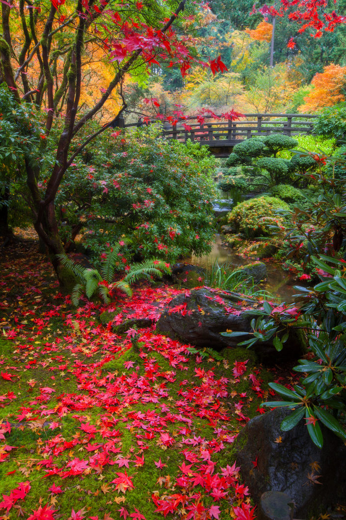 Portland Japanese Garden; japanese garden; japanese maple; moonbridge; bridge;leaves; fall; Foggy; Fog; Rami J Photography; Rami Jabaji